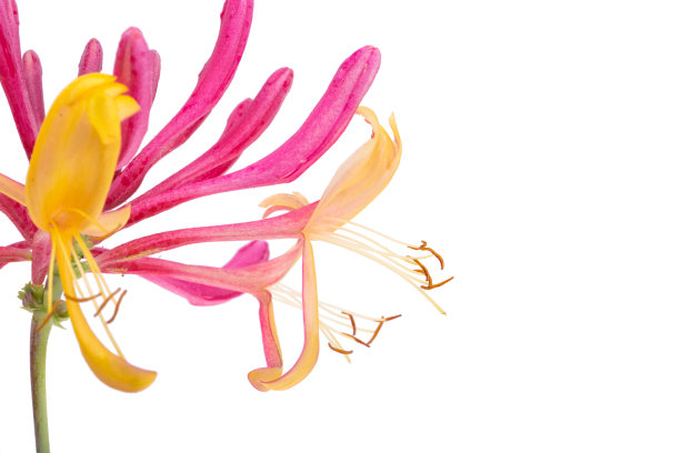 金银花红孤立图片下载