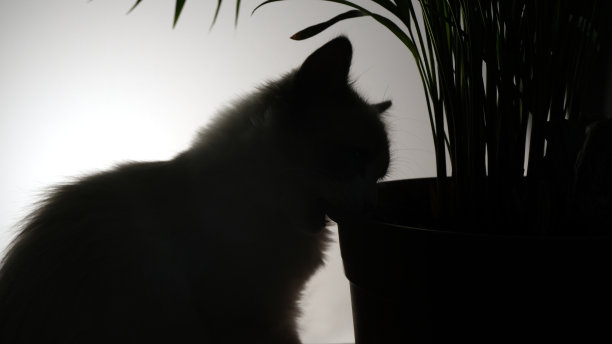 猫和植物。黑色的轮廓。图片下载