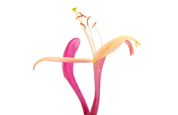 金银花红孤立图片下载