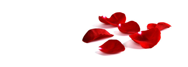 白色背景下的玫瑰花瓣代表爱情和浪漫图片下载