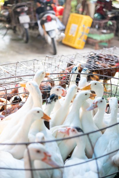 垂直拍摄可爱的白色鸭子在网与模糊的背景图片下载