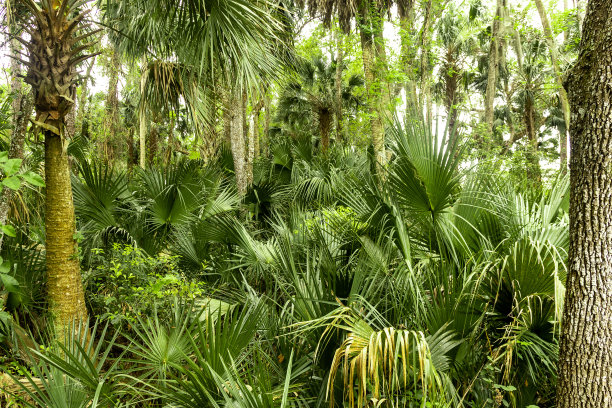 热带丛林图片下载