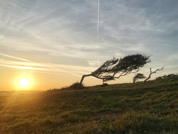 一棵树被强风刮弯的美丽照片图片下载