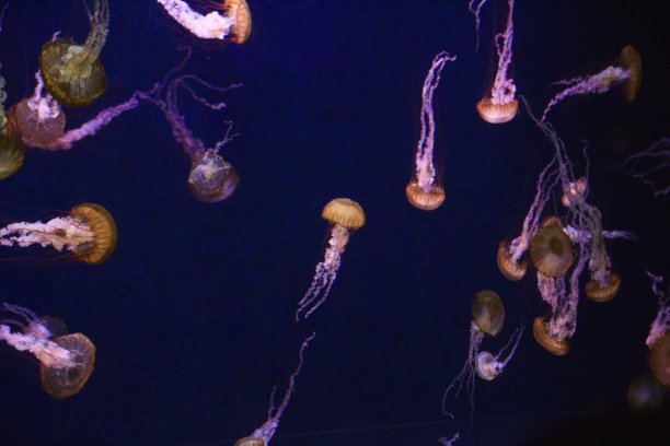 深蓝色背景下的一群棕色水母的水下照片图片下载