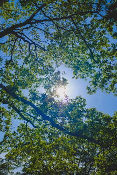 低角度垂直拍摄的绿叶树枝与晴朗的天空在白天的背景图片下载