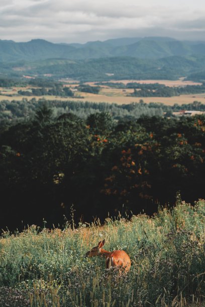 美丽的照片，一只野生的棕毛鹿在森林里的青山上图片下载