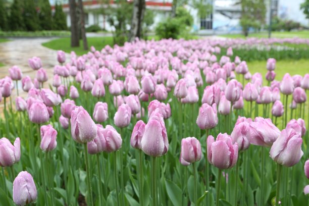 花园里有许多紫色的新鲜荷兰郁金香，雨后花园里有雨点。春天开花。郁金香盛开的图片下载