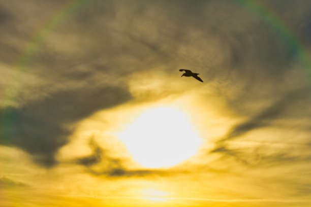 令人窒息的照片，一只孤独的鸟在天空中飞翔，太阳从云层中闪耀图片下载