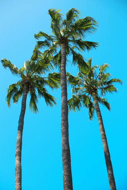 三个高高的手掌在蓝色背景上的低角度拍摄-完美的垂直墙纸图片下载