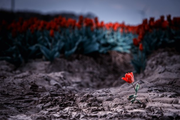 一朵红色的郁金香在一片红色的郁金香田前——鹤立鸡群的概念图片下载