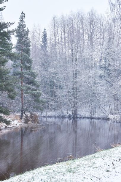 冬天湖边光秃秃的松树的垂直照片图片下载