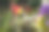 蜂鸟喝花蜜的漂亮照片图片下载