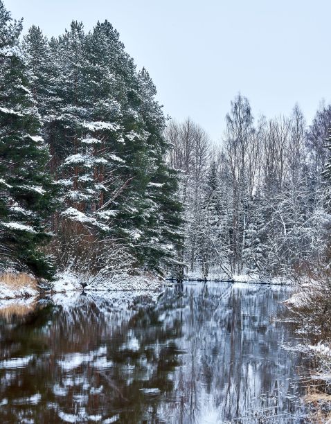 冬天湖边光秃秃的松树的垂直照片图片下载