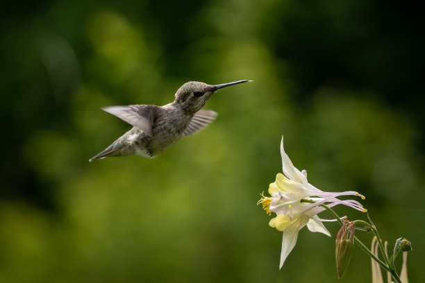 美丽的照片，一只蜂鸟飞翔，试图喝花蜜图片下载