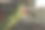 笼子里一只红绿相间的鹦鹉的特写镜头图片下载