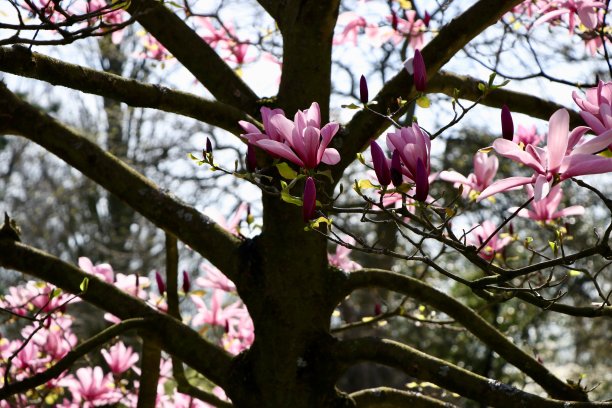 盛开的美丽的粉红色花瓣的中国玉兰花的水平镜头图片下载