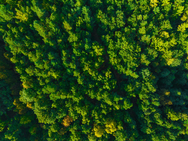 从空中俯瞰大片森林。图片下载