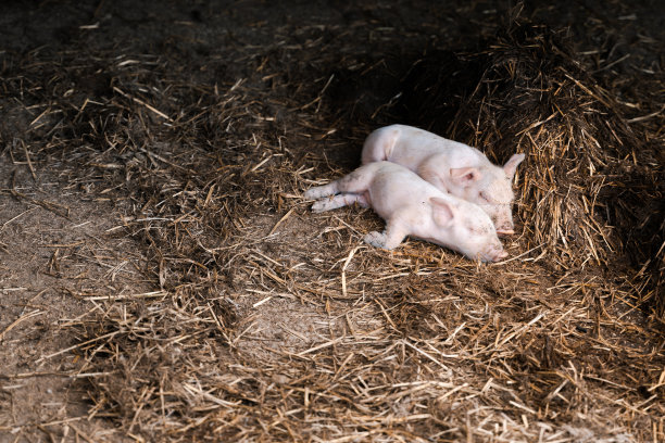 农场里刚出生的猪宝宝图片下载