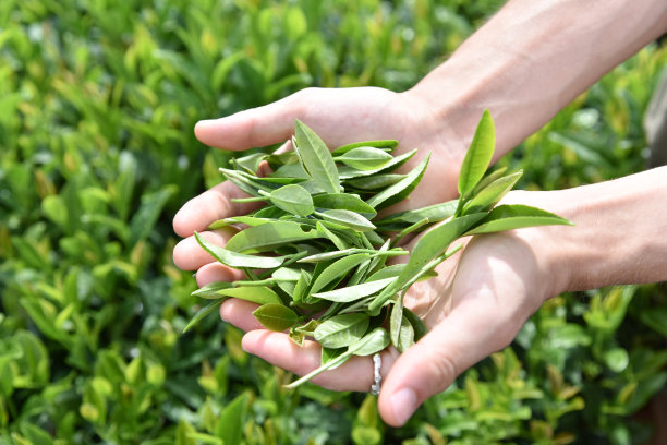 日本/英国男子在日本采摘茶叶-库存图片图片下载