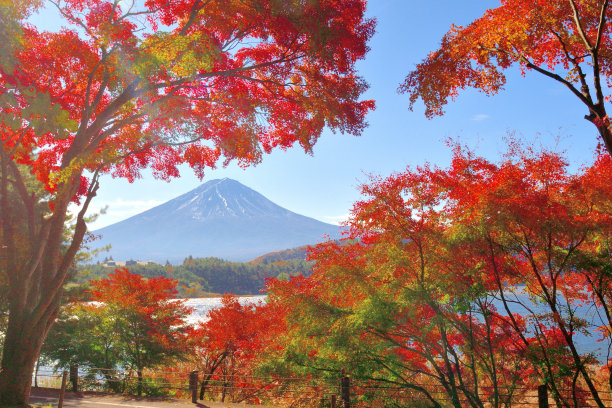 富士五湖之河口湖的秋叶颜色图片下载