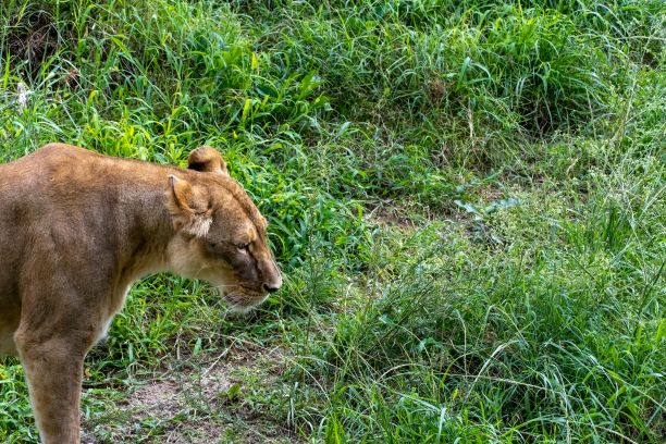 动物园里绿草地上的母狮子。墨西哥。图片下载