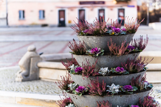 美丽的塔花坛与多汁的植物和花朵图片下载