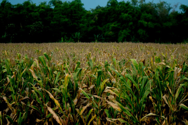 玉米种植园在收获季节过后，使枯树棕色。图片下载