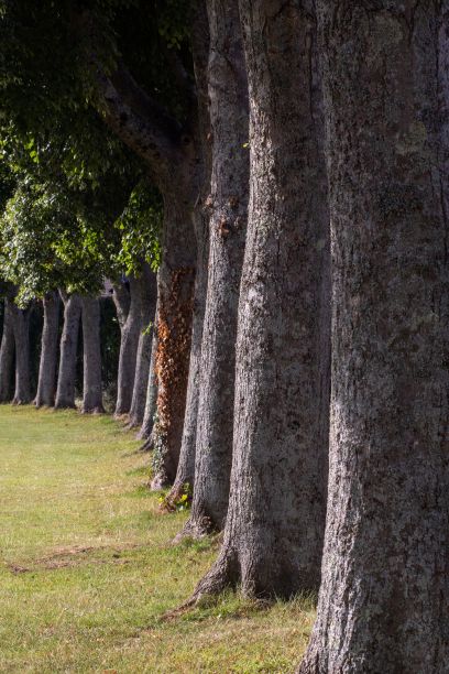 公园里一排树干的垂直照片图片下载