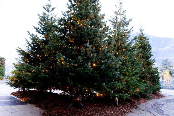 白天装饰着金色灯光的圣诞树的美丽照片图片下载