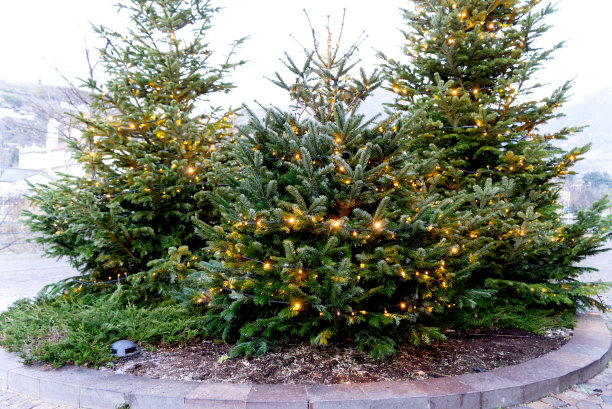 白天装饰着金色灯光的圣诞树的美丽照片图片下载