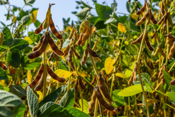 大豆豆荚宏观。收获大豆-农业豆科植物。豆田-干豆荚图片下载