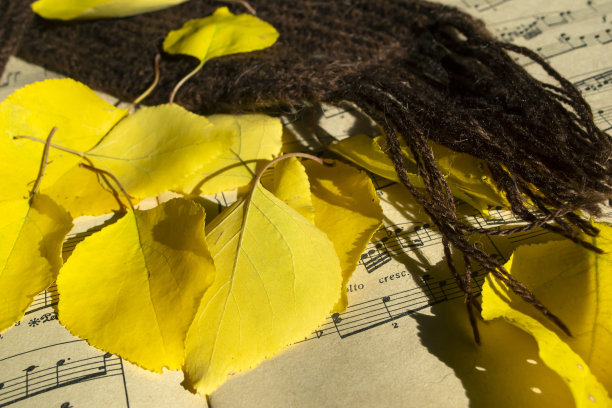 黄色树叶旁边的一条棕色围巾和一本音乐笔记本。有乐谱的笔记本上放着一条围巾和黄色的秋叶。围巾，秋叶和古老的古典音乐笔记本。图片下载