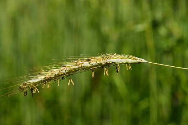 阳光下黑麦穗的雄蕊。图片下载