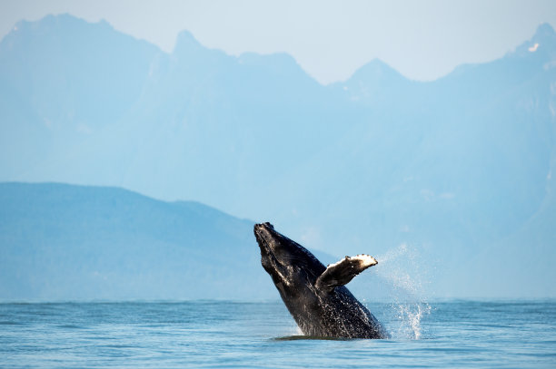 座头鲸在空中跳跃的迷人景象图片下载
