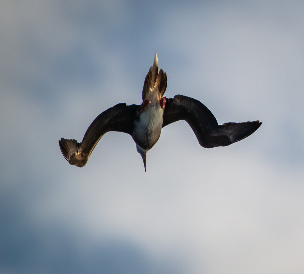 美丽的莱信天鹅在珊瑚海上空自由飞翔的照片图片下载
