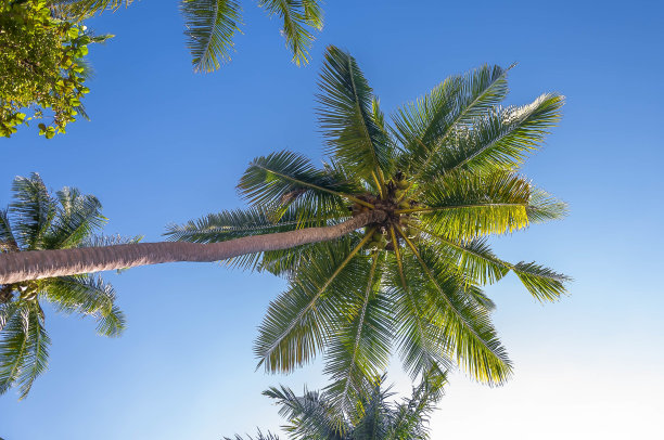 阳光灿烂的天空下美丽的热带棕榈树的低角度拍摄图片下载