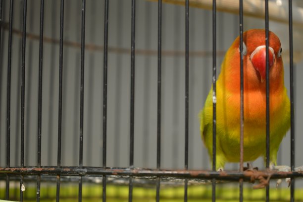 一种戴着菲舍尔眼镜的爱鸟，学名为Agapornis fishi，羽毛有红色、橙色、黄色和绿色，是许多爱鸟人士饲养的鸟类之一。图片下载