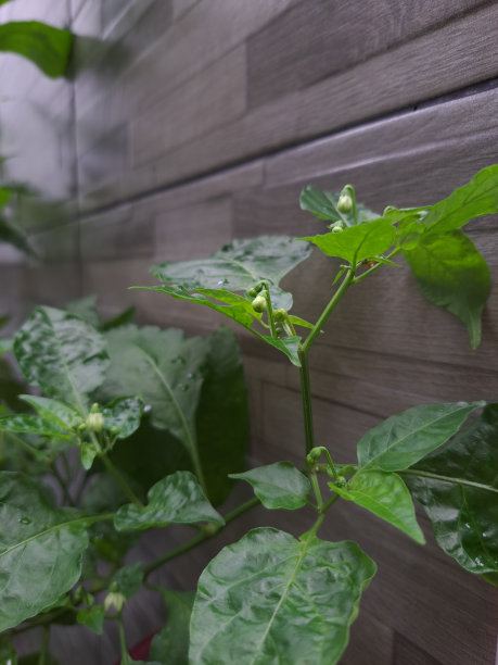 房子里的树的图片图片下载