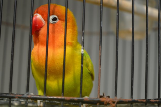 一种戴着菲舍尔眼镜的爱鸟，学名为Agapornis fishi，羽毛有红色、橙色、黄色和绿色，是许多爱鸟人士饲养的鸟类之一。图片下载