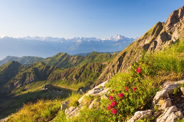 落基山脉中开着红色花朵的孤独美丽灌木的高角镜头图片下载