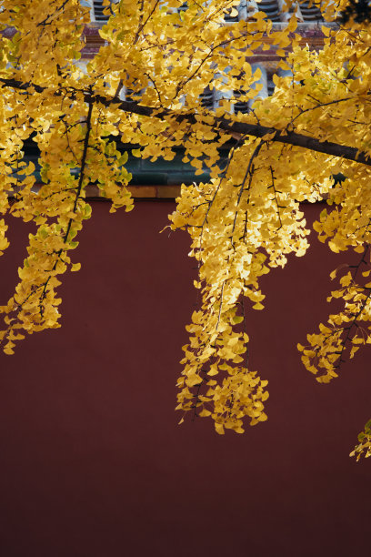 紫禁城秋图片下载