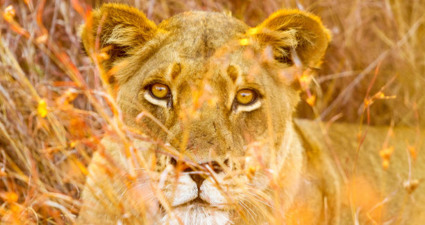 在大草原上，一只非洲雌狮看着相机的特写照片图片下载