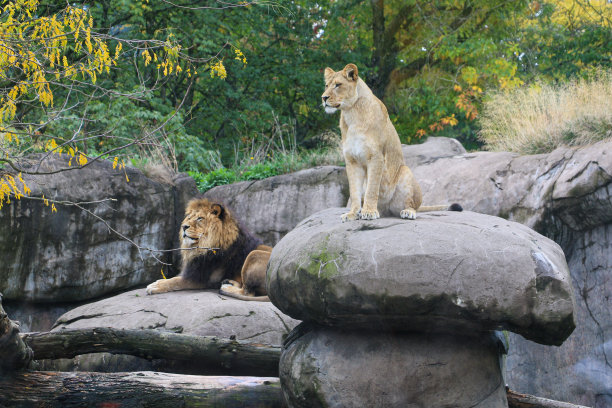两只狮子，一公一母，在岩石上图片下载