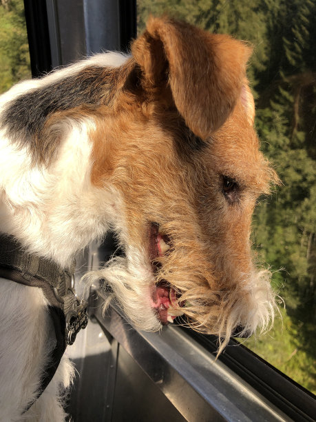 一只狗在乘坐贡多拉时望向窗外图片下载