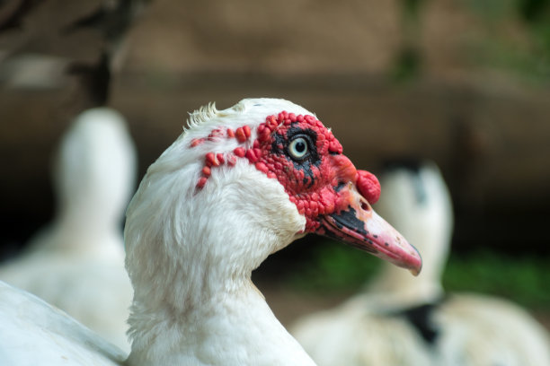 一只红脸白鸭的特写镜头图片下载