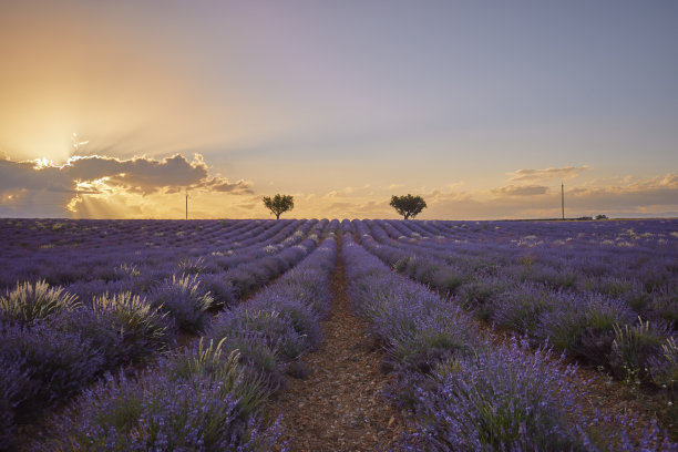 美丽夕阳下的薰衣草田。图片下载