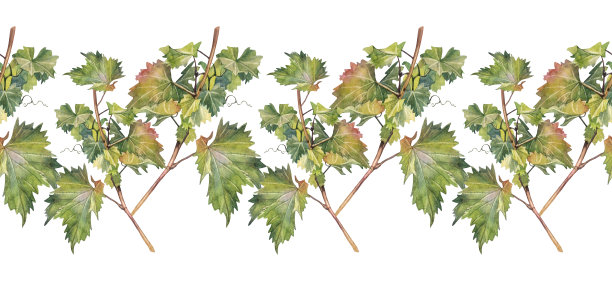 无缝边缘水彩葡萄叶白色背景。手绘青蓝色树叶酒贴纸或菜单咖啡馆。墙纸包装的边框。葡萄叶用于速写本或涂色本图片下载