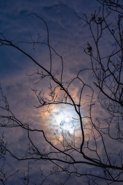 树木和阳光图片下载