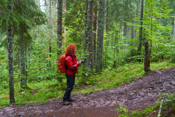 自然摄影师徒步在山上的松林图片下载