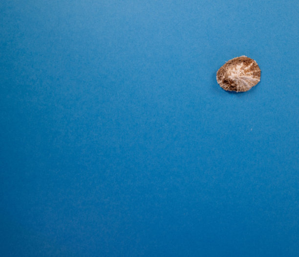 热带海贝图片下载